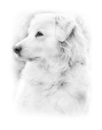 long-haired dog as a graphic image