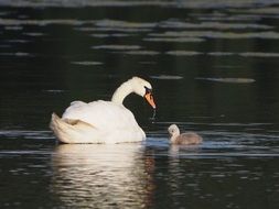 beautiful Swans