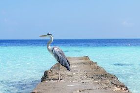Heron bird by the Sea