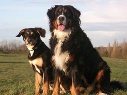 dogs are sitting on a green meadow