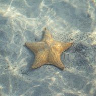 Star Fish in a water