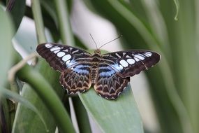 exotic butterfly on a leaf close up