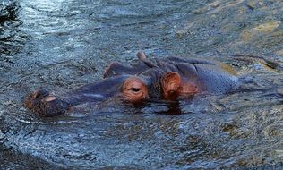 Hippo in a river