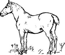 side view of horse, black and white drawing