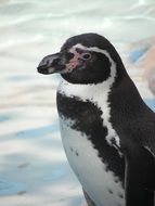black and white penguin on ice background