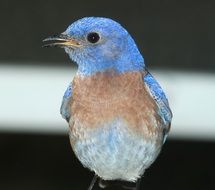 western blue bird close up