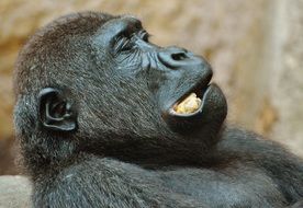 wild gorilla in the hellabrunn zoo