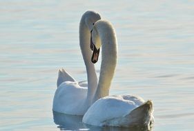 Two white swans on the pond