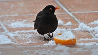 Blackbird in a winter