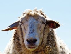 portrait of a sheep in winter coat