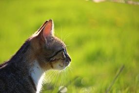 profile portrait of a young cat