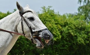 white horse on a background of green trees