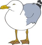 Coast seagull clipart