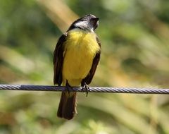 colorful bird sitting on a wire