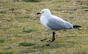 seagull with black legs and beak