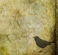 background with Blackbird, vintage scrapbooking