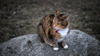 mackerel Cat Sitting on grey stone Looking Away