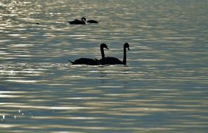 Silhouettes of the swans in the water