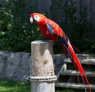beautiful red Tropical Parrot