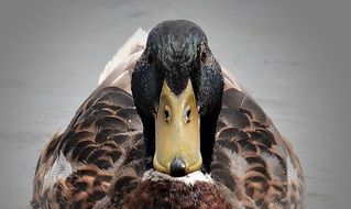 duck in the animal world