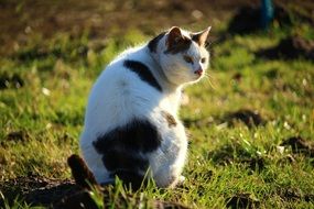 domestic cat on green grass