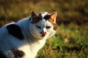 domestic cat in the evening lights