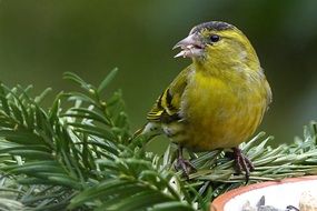 portrait of The Cape canary is a small passerine bird in the finch family