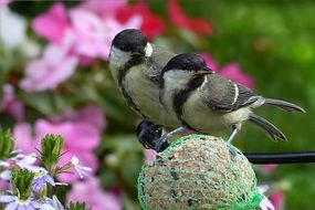 two parus majors in the garden