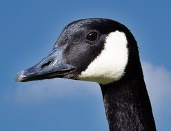 profile portrait of a black duck