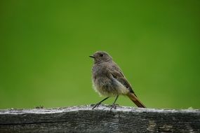 small grey bird on wooden bar