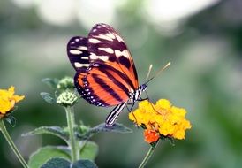 beautiful striped butterfly on a yellow bud