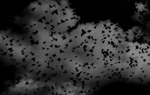 flocks of black birds against the stormy sky