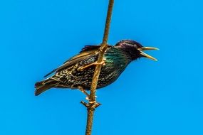 the bird is sitting on a branch against the blue sky