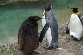 king penguins by the pond