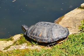 Red Eared Turtle on stones near the water