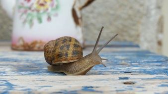 perfect beautiful Snail