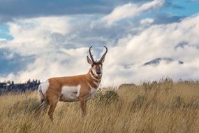 pronghorn in wildlife