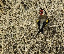 Goldfinch in Cyprus