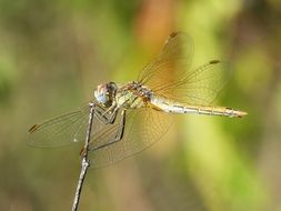 dragonfly with transparent wings on a green background