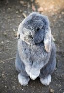 cute bunny standing