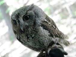 Screech Owl, portrait of grey raptor bird