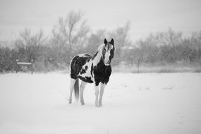 horse on snowy weather, black and white