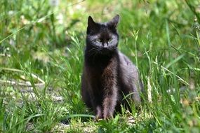 portrait of black cat among green grass on a sunny day