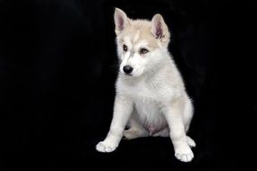 sweet puppy on the black background