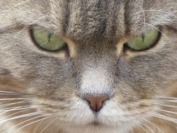 sad Cat with green eyes close up