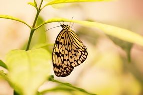 enchanting Butterfly on Leaves