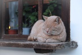 perfect beautiful Cat Feline