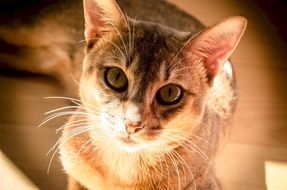 close-up kitten with expressive eyes