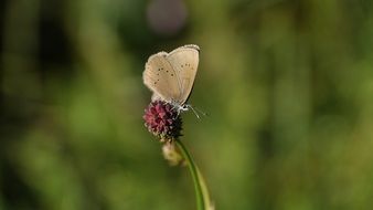 white butterfly on a flower in nature