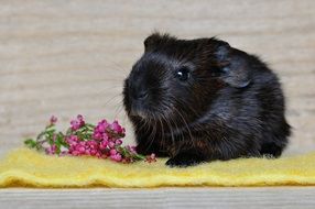 black guinea pig with smooth hair